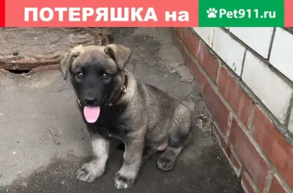 Пропала собака на ул. Пешкова, Борисоглебск