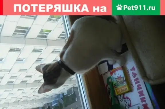 Найдена домашняя кошка на пр. Большевиков, 35к1