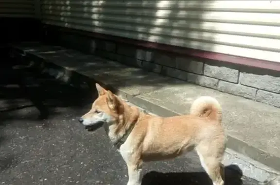 Собака на Подлесной 24, похожа на шиба-ину или акита-ину, зеленый ошейник.