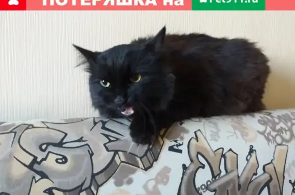 Найдена кошка на горнолыжке в Железногорске