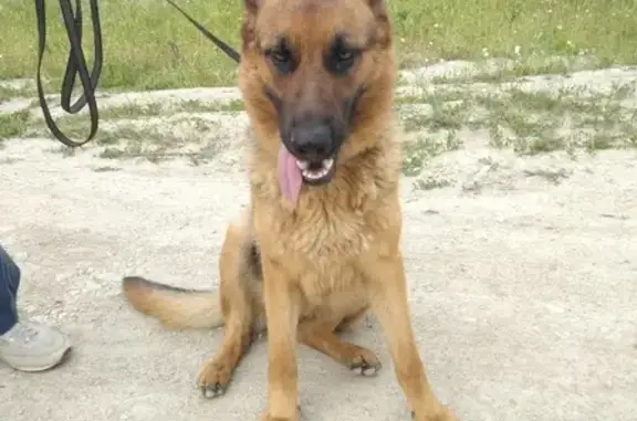 Найдена собака в Новороссийске: немецкая овчарка, девочка, клеймо.