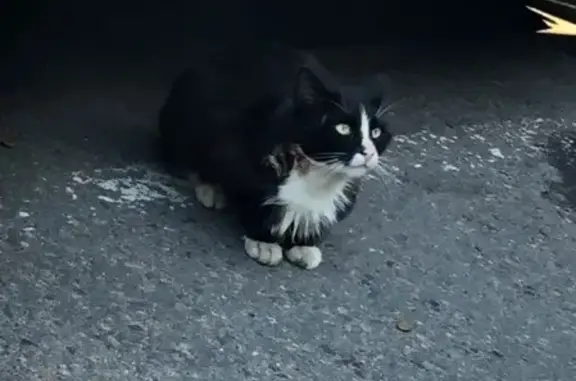 Найдена кошка в Приморском районе, СПб