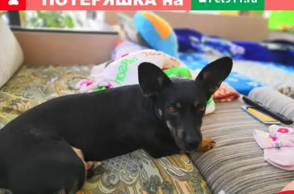 Пропала собака Молли, ул. Центральная, Новороссийск