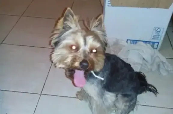 Найдена собака в Сочи на ул. Кубанская