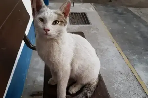Найден котик на улице Щорса в Москве