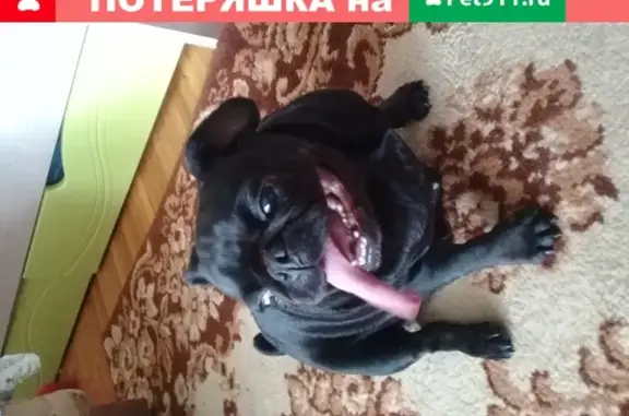 Собака Морс найдена около ЗАГСа в Майкопе.
