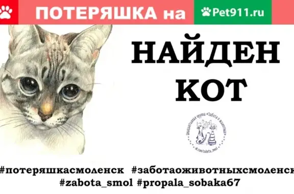 Найден чёрный кот в Смоленске, ул. Академика Петрова.