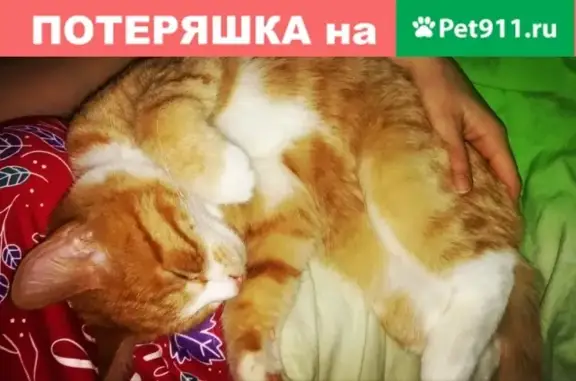 Пропал кот Ёжик на улице детской, рабочий посёлок Шексна, Вологодская область
