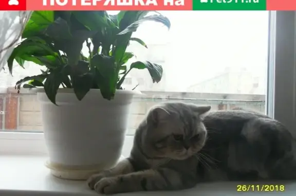 Пропала кошка Жорик на СНТ Пихталы/Ягринское (Архангельская область)