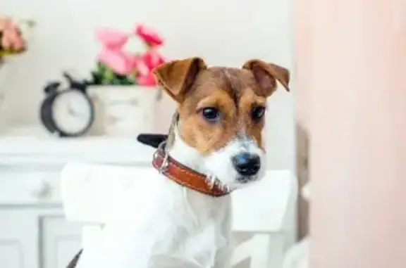 Пропала собака в Новороссийске на ул. Первомайской, порода Джек Рассел, кличка Арни.
