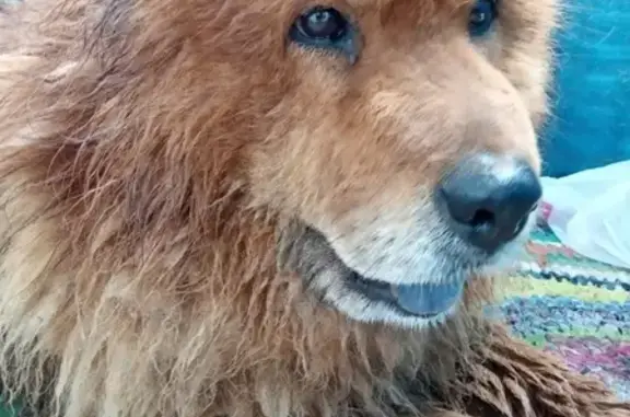 Найдена собака породы чау-чау в Омске