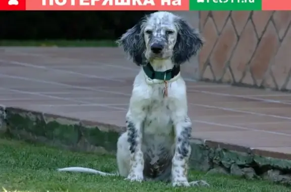 Найдена собака возле онкобольницы в Ульяновске