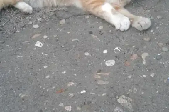 Найдена кошка на ул. Рижской, Воронеж