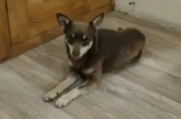 Найдена собака в Бердске!