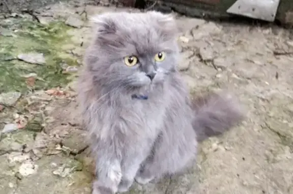 Найдена кошка на Саматейке, Рыльск.