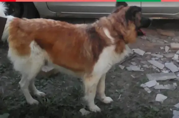 Пропала собака в д. Грачёвка, Калужская область!