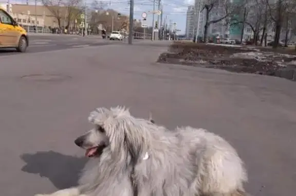 Пропала собака на севере Москвы, помогите найти!