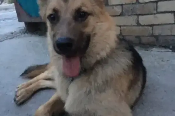 Найден пёс в Бугринской роще, Новосибирск