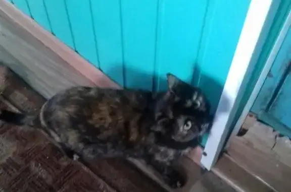 Пропала кошка Маруся в селе Памятное (Тюменская область)