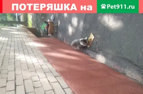 Кошка-инвалид на 5-й улице Соколиной Горы (Москва)