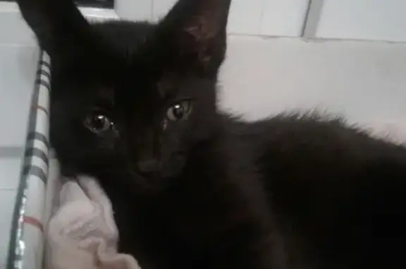Найден черный котенок на Мира,12 в Кирове