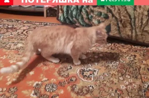 Найдена кошка в районе Дома школьника, Назарово