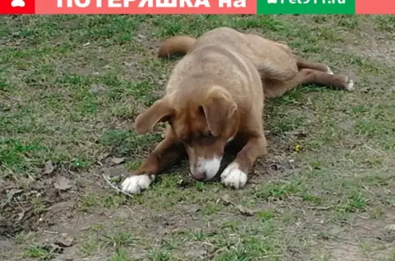 Пропала собака Альфа в с. Борисовское, Владимир.