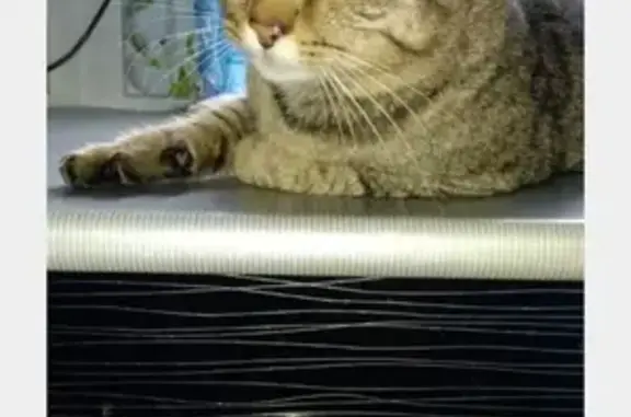 Кошки потеряшки, Колпашево, фото: Потеряшка кот в Колпашево, прошу помочь!