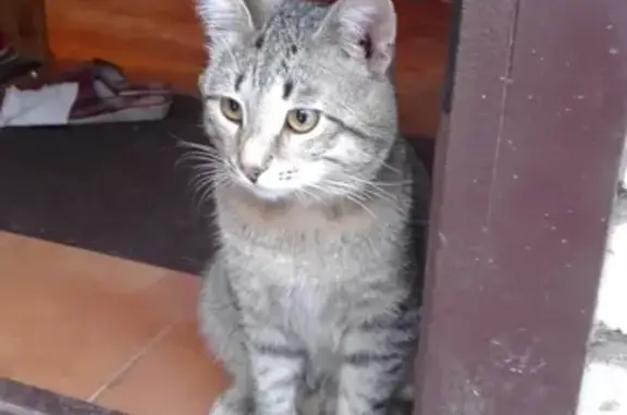 Пропала кошка Сёма в Матвейково, Московская область