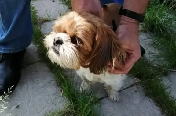 Найдена собака в Тверской области