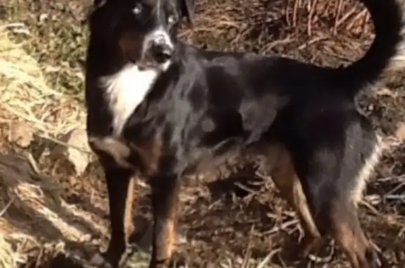 Пропала собака КЕКС в посёлке Северный, Московская область