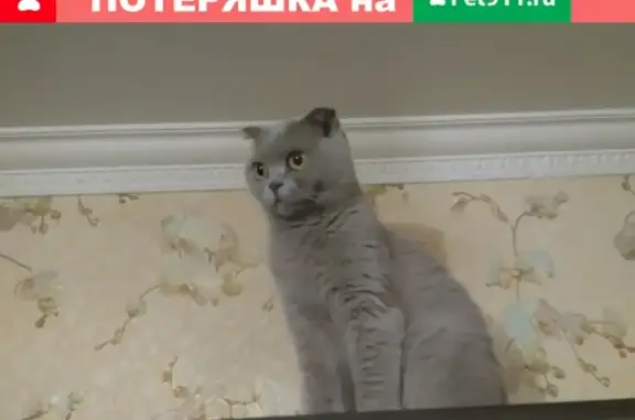 Пропала кошка в Рязани, ул. Зубковой 26