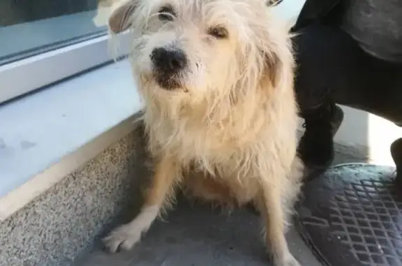 Найдена собака на Замшина, СПб
