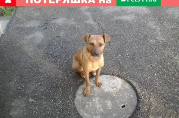 Собака найдена в Пятигорске на Бештау насосной станции