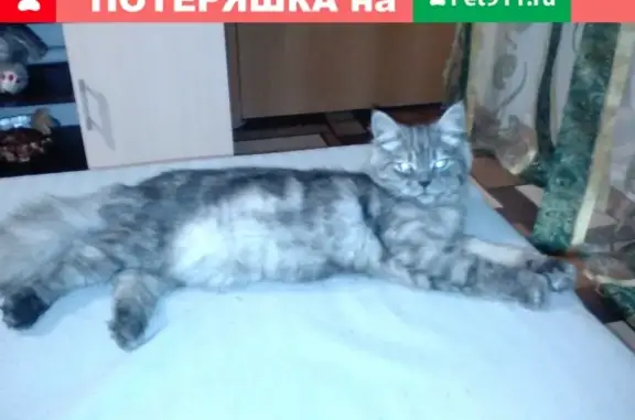 Найден кот на ул. Каховская в Самаре