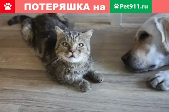 Найдена кошка в Уручье, ул. Острошицкая 6
