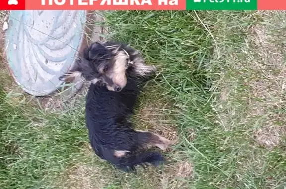 Собака Мальшик найдена в Некрасовке, Москва