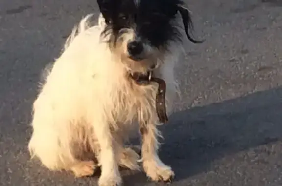 Найдена собака Метис на ул. Академика Сахарова