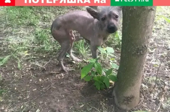 Собака мексиканской породы в Москве