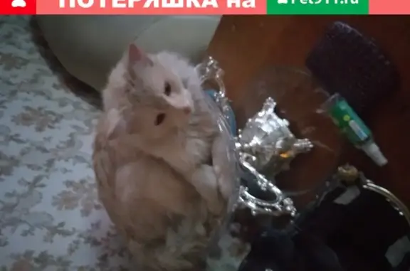 Кошки потеряшки, Ульяновск, фото: Потеряшка кошка Платон, Ульяновск, Красноармейская ул. 149