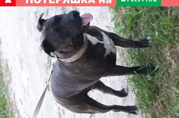 Найдена собака в Богородске, Нижегородской области