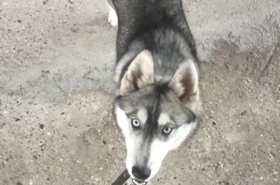 Пропала собака в Симферополе, Район 
