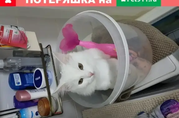 Кошки потеряшки, Москва, фото: Потеряшка белая кошка Цири в Москве
