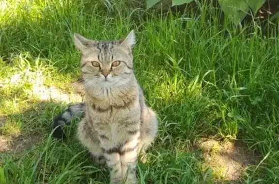 Найден домашний кот на даче в Усадах, Татарстан.