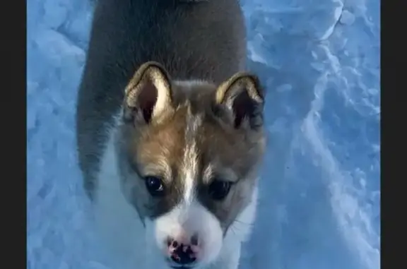 Собаки потеряшки, Уфа, фото: Потеряшка собака Вольт в Уфе, возраст 4 месяца.