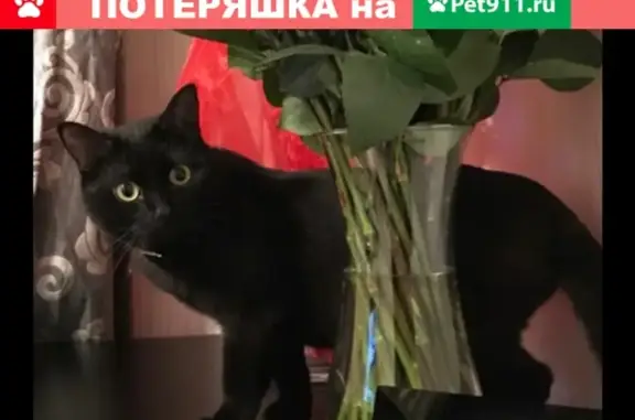 Пропала кошка на Рябеевском шоссе
