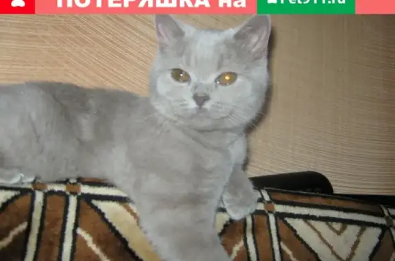 Пропала кошка в Кстово, ул. Нижегородская, 1