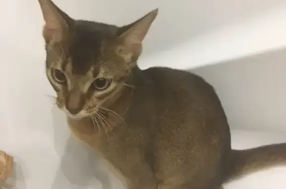Найдена кошка на Чехова 5, отдадут хозяину