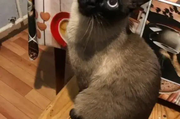 Кошки потеряшки, Ульяновск, фото: Потеряшка кот Бася на улице Маяковского (Ульяновск)