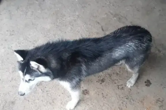 Найдена собака в Ивановском-Бактине, ищем хозяина
